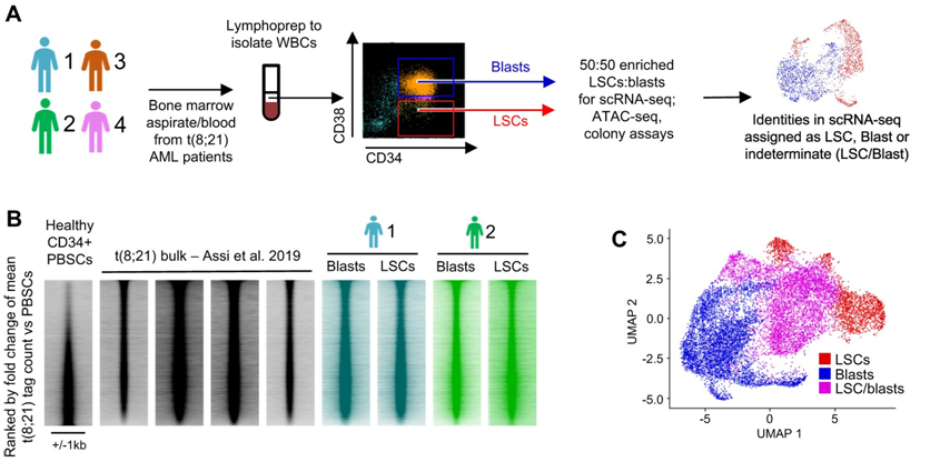 Natu Commun：揭示白血病干細(xì)胞在化療后促進(jìn)自身生長機制