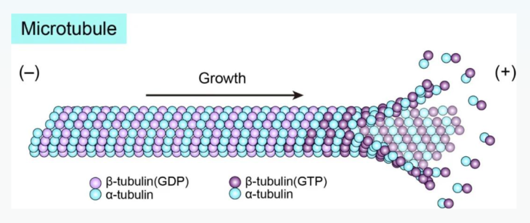 Science重磅：首次捕獲人類細胞“高速公路”構建過程的高分辨率圖像，為微管相關疾病的治療指明新的方向！