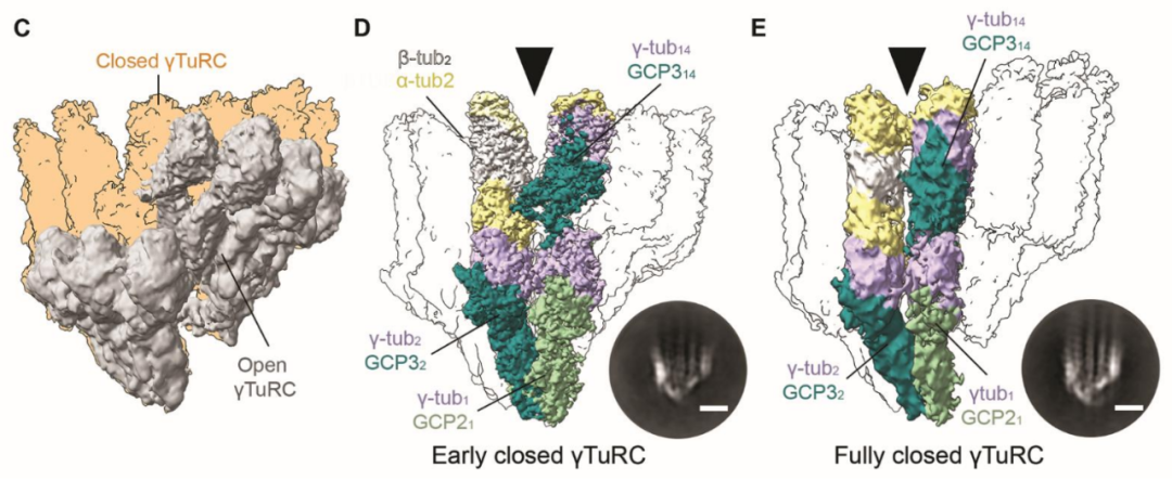Science重磅：首次捕獲人類細胞“高速公路”構建過程的高分辨率圖像，為微管相關疾病的治療指明新的方向！